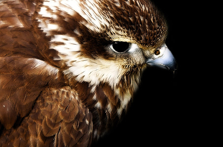Hawk, tête, jeune, œil, vol à voile, mouche, plumes