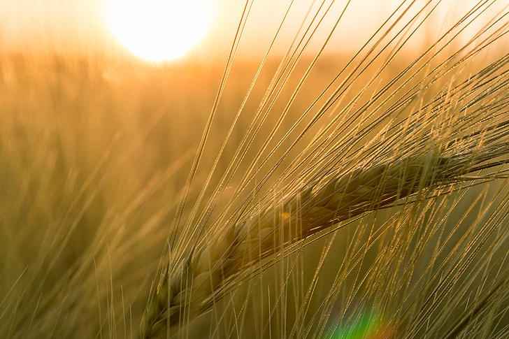 barley, field, ear, macro, golden yellow, golden, close