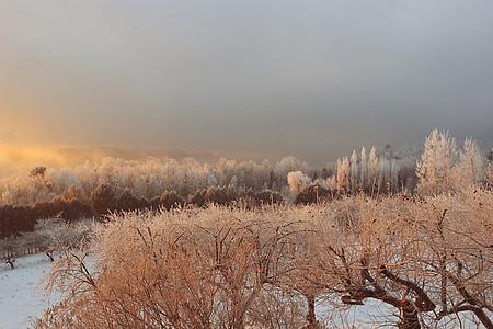 冬, 冷凍, 木, 自然, 風景, 雪, 冷