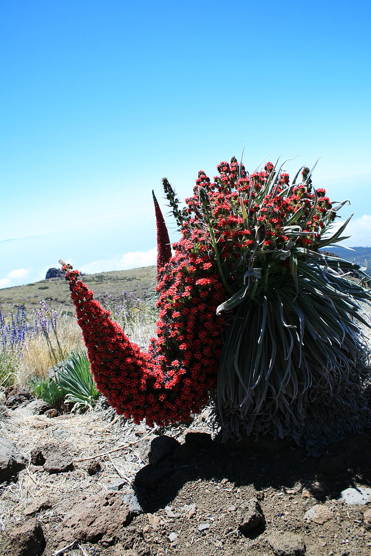 Tajinaste rojo, Teneriffa, röda blommor, nationalparken Teide, röd blommande tajinaste, Echium