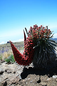 Tajinaste rojo, Ténérife, fleurs rouges, Parc national du Teide, floraison rouge tajinaste, Echium