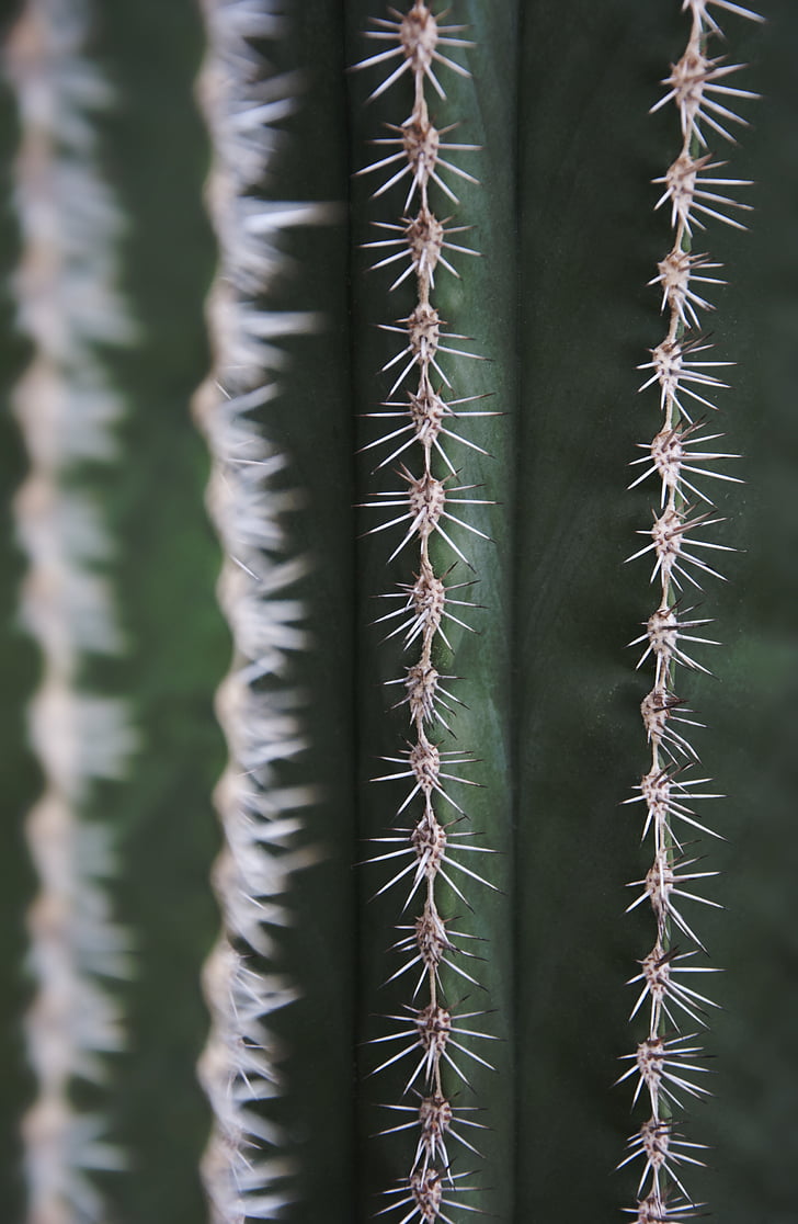 Cactus, Spur, Flora, natuur, cactus broeikasgassen, groen, doornen