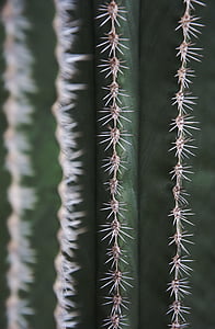 kaktus, Spur, flora, natur, Cactus drivhus, grøn, torne
