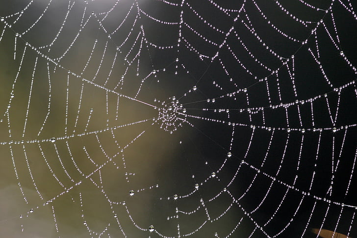 spindelnät, naturen, nätverk, dagg, Dewdrop, hösten, insekt