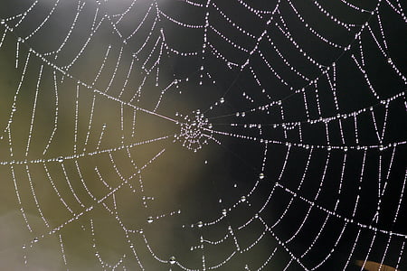cobweb, nature, network, dew, dewdrop, autumn, insect