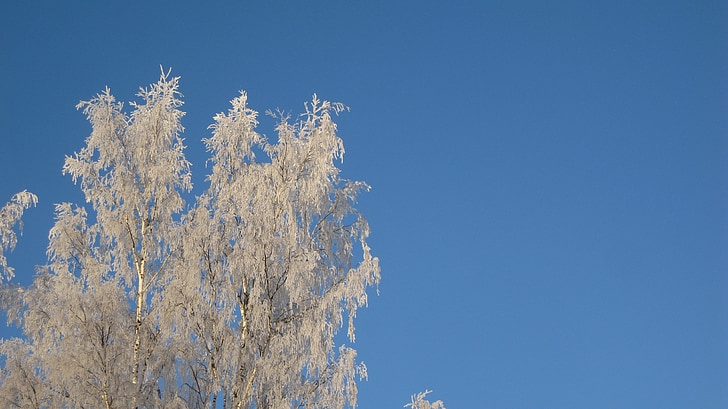 birketræer, vinter, Frost, grene, kolde, sneklædte, finsk
