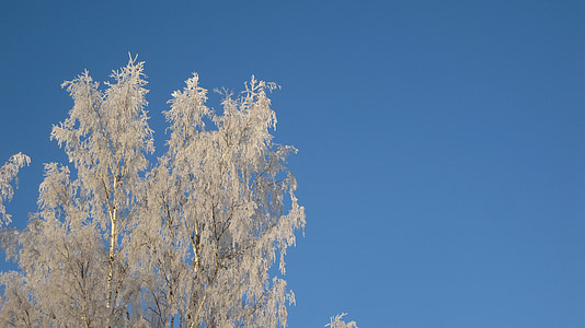 birch trees, winter, frost, branches, cold, snowy, finnish