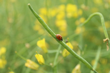 insect, ladybug, crawling, wild flowers, nature, plant, summer