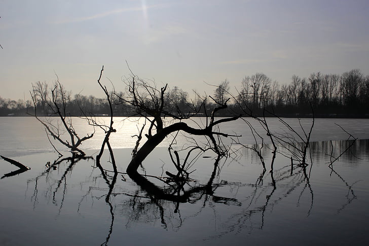 lake, water, nature, bank, reflections, branch, ice