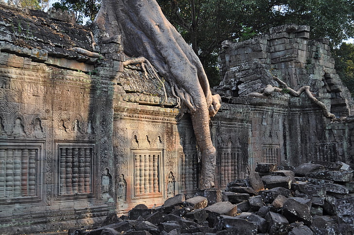 храма, разруха, дърво с корен, Angkor wat Азия, Анкор, Камбоджа, червените