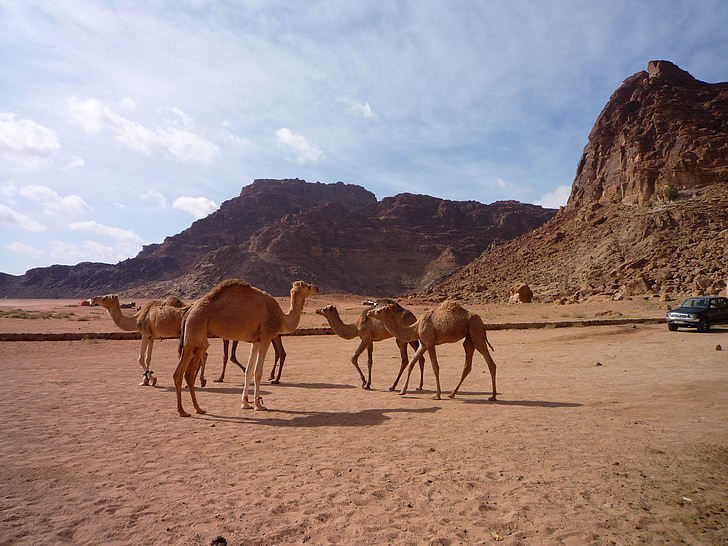 jordan, desert, camels, sand
