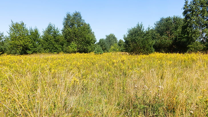 Meadow, cỏ, mùa hè, Thiên nhiên, màu xanh lá cây, lưỡi của cỏ, lĩnh vực