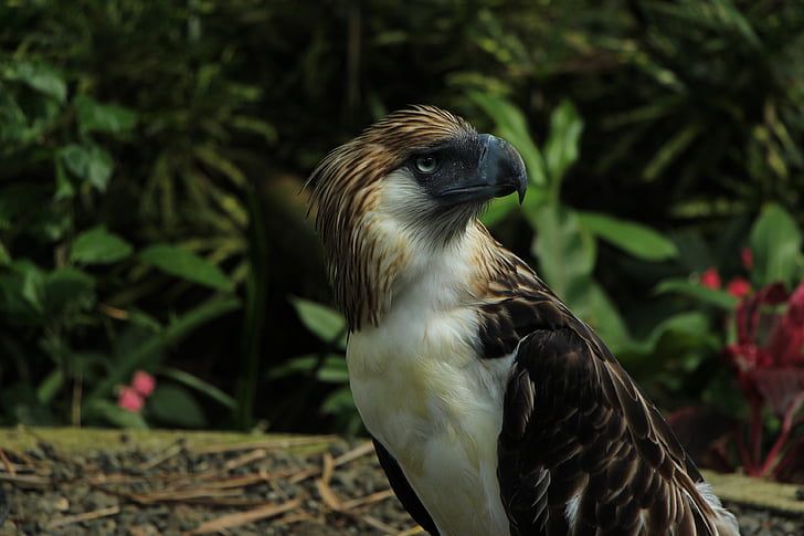 Orel bělohlavý, Bald eagles, Davao orel, pták, jedno zvíře, zvířecí motivy, zvířecí přírody