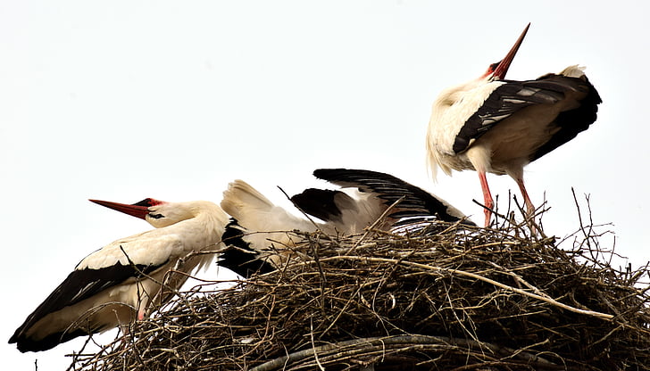 storks, stork couple, welcome, rattle, bill, beak rattling, rattle stork