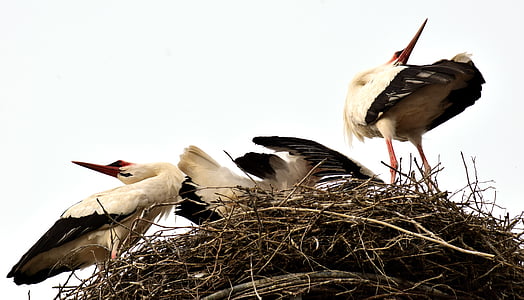 Storkene, Stork par, Velkommen, rangle, Bill, Næbbet er raslende, Rattle stork