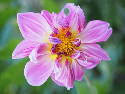 Dahlie, Blüte, Bloom, Rosa, Blume, Georgine, Verbundwerkstoffe