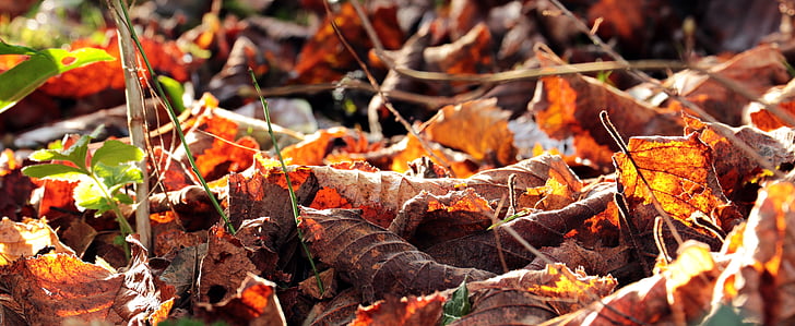 rudenį, lapai, rudens spalvos, Gamta, Auksinis ruduo, spalvinga, dažymas
