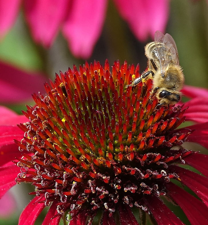 bloem, Bee, natuur, Tuin, macro, plant, rode bloem