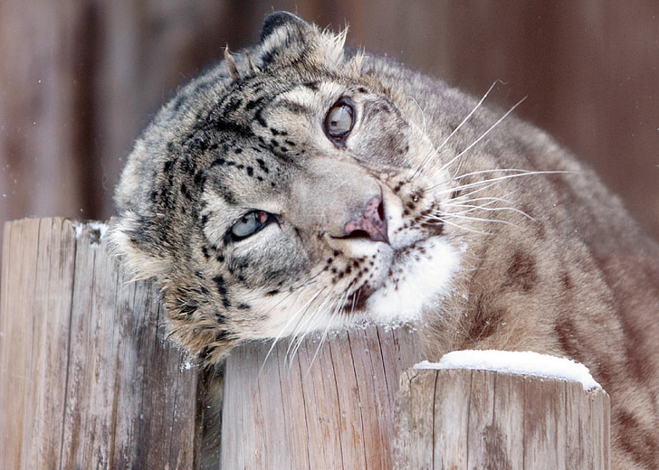 Snow leopard, porträtt, ansikte, huvud, Feline, stora, katt