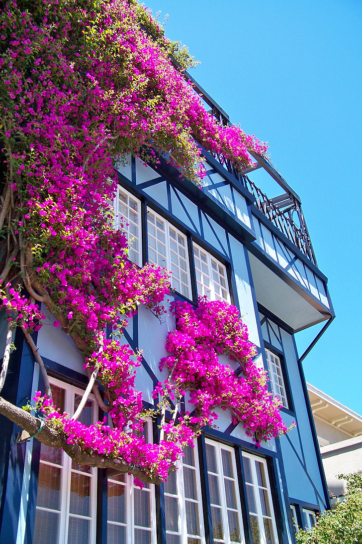 San fransisco, Stany Zjednoczone Ameryki, Kalifornia, Dom, kwiaty, fasada