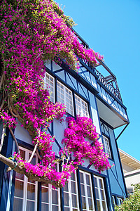 Сан-Франциско, США, Калифорния, Дом, Цветы, фасад