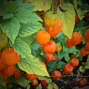 Природа, декоративное растение, lampionblume, красный оранжевый зеленый цветы, phsalis alkekengi, nachtschattengewächs, Черри мочевого пузыря