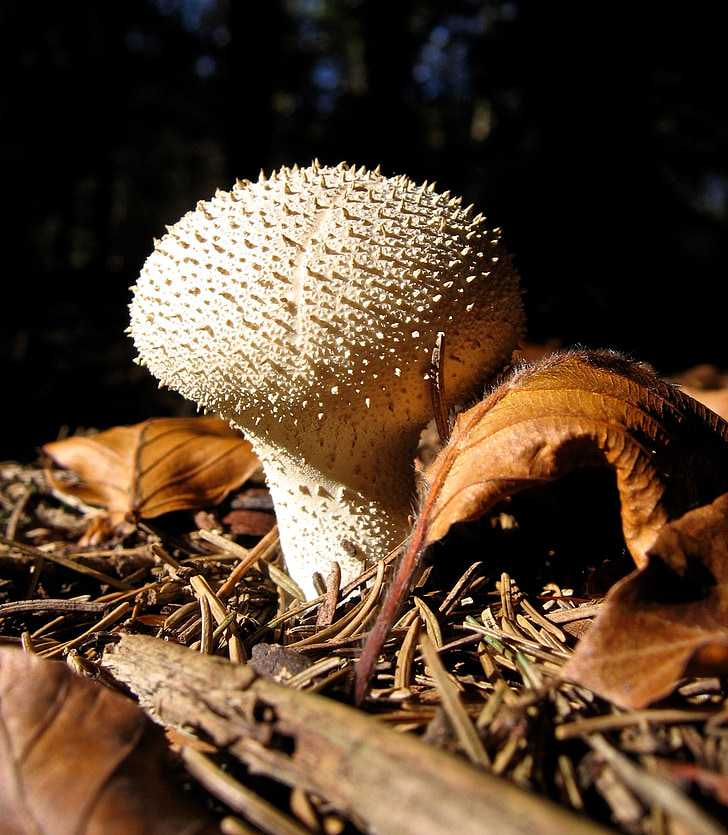 mushroom, bovist, forest, leaves