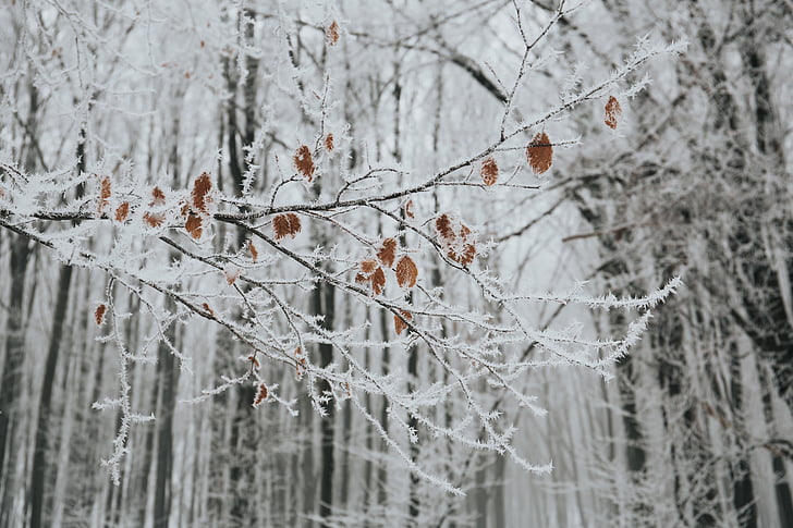 sneg, pozimi, bela, hladno, vreme, LED, dreves
