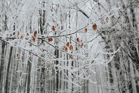 nieve, invierno, Blanco, frío, tiempo en, hielo, árboles
