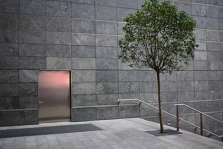 Zelená, Leaf, strom, v blízkosti zariadenia:, zatvorené, dvere, Architektúra