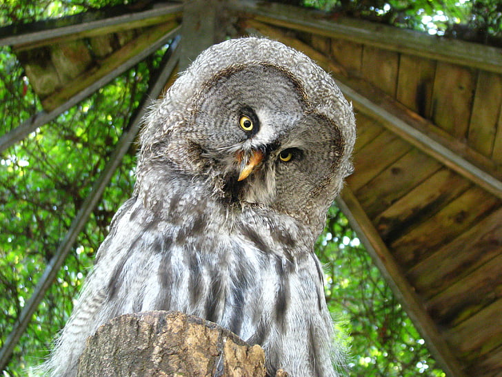 bart owl, weird bird, animal world, funny, bird, owl, wildlife