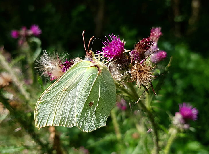 gonepteryx rhamni, metulj, živali, metulji, narave, insektov, cvet