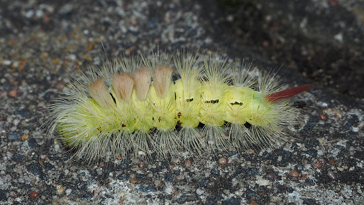caterpillar, insect, hairy, close
