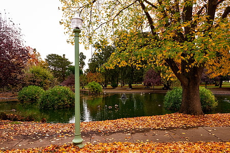 Sacramento, California, évszakok, őszi, ősz, lombozat, lehullott levelek