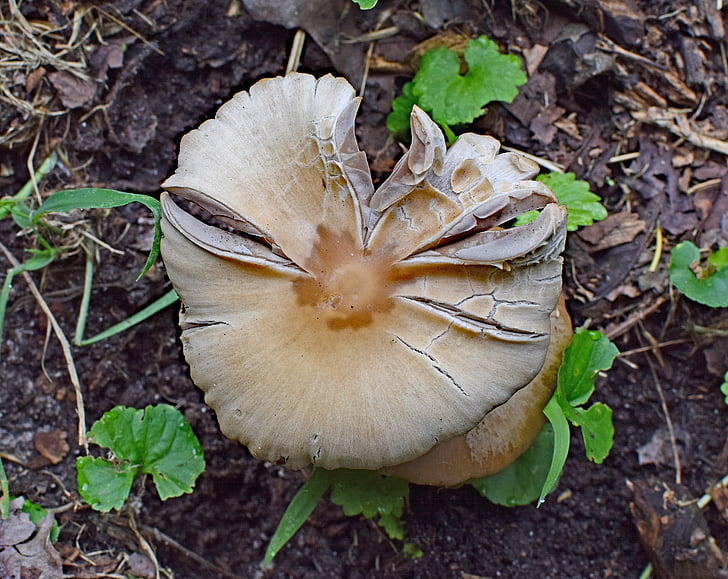 lesní houby, houby, houby, závod, Lesní půda, léto, Tennessee
