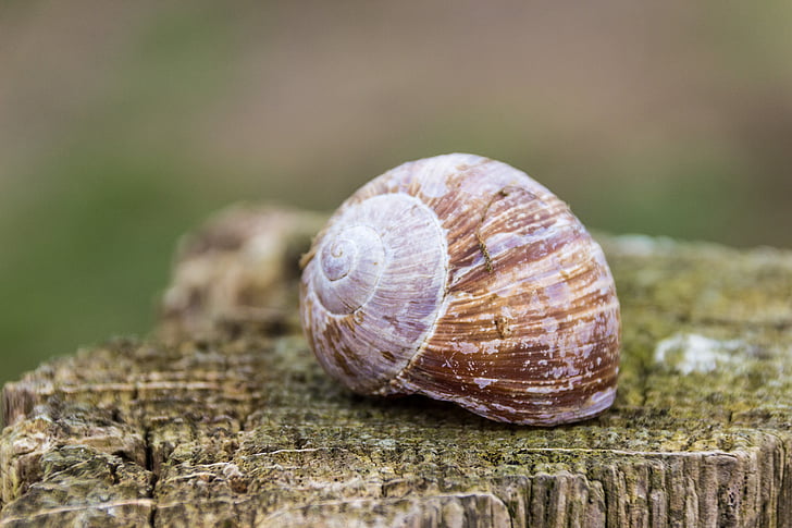 shell, snail, mollusk, nature, animal, close