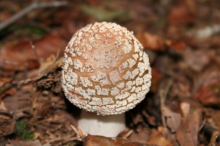 mushroom, forest mushroom, wild mushrooms, perlpilz, disc fungus, edible, forest