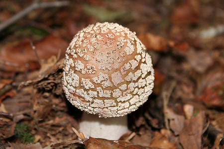 fungo, fungo della foresta, funghi selvatici, perlpilz, fungo di disco, commestibili, foresta