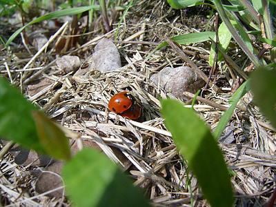 ladybug, red, act, pairing, dry, green, beige