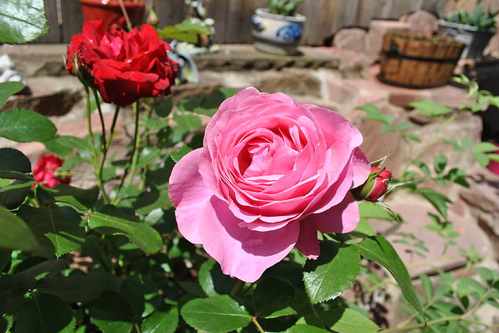 rose, nature, blossom, bloom, plant, ornamental plant, flower