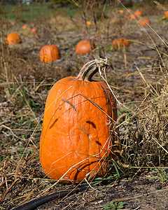 pumpkin, pumpkin patch, fall, halloween, autumn, patch, orange