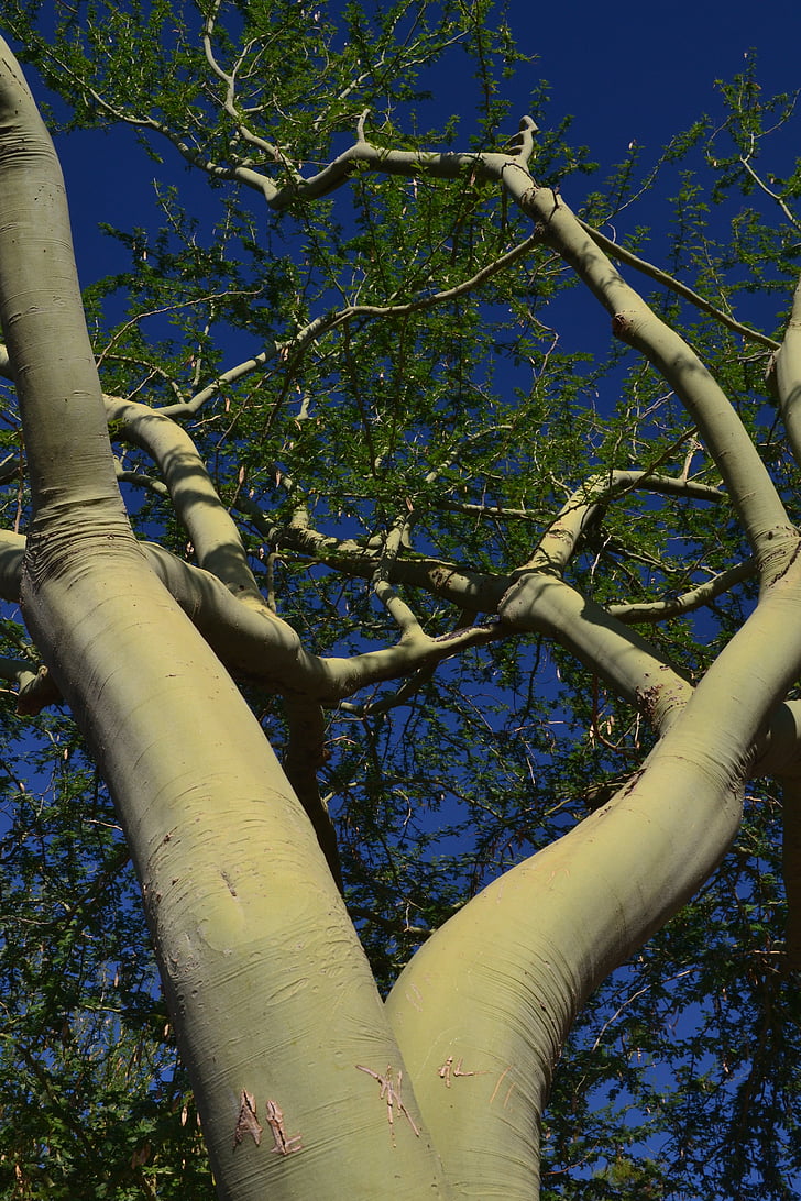 drzewo Palo verde, Drzewo Pustynia, Arizona, Tucson