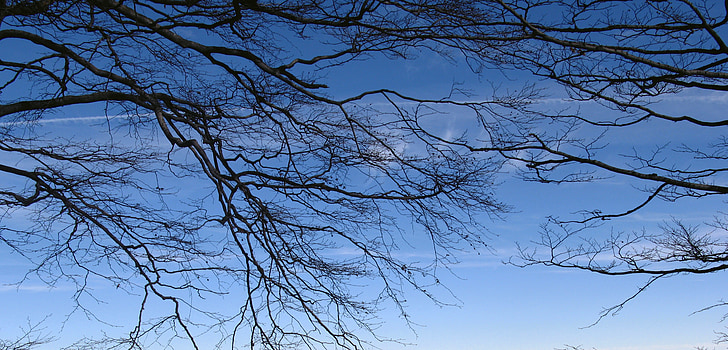branques, connectivitat, arbre, blau, negre, natura, l'aire lliure