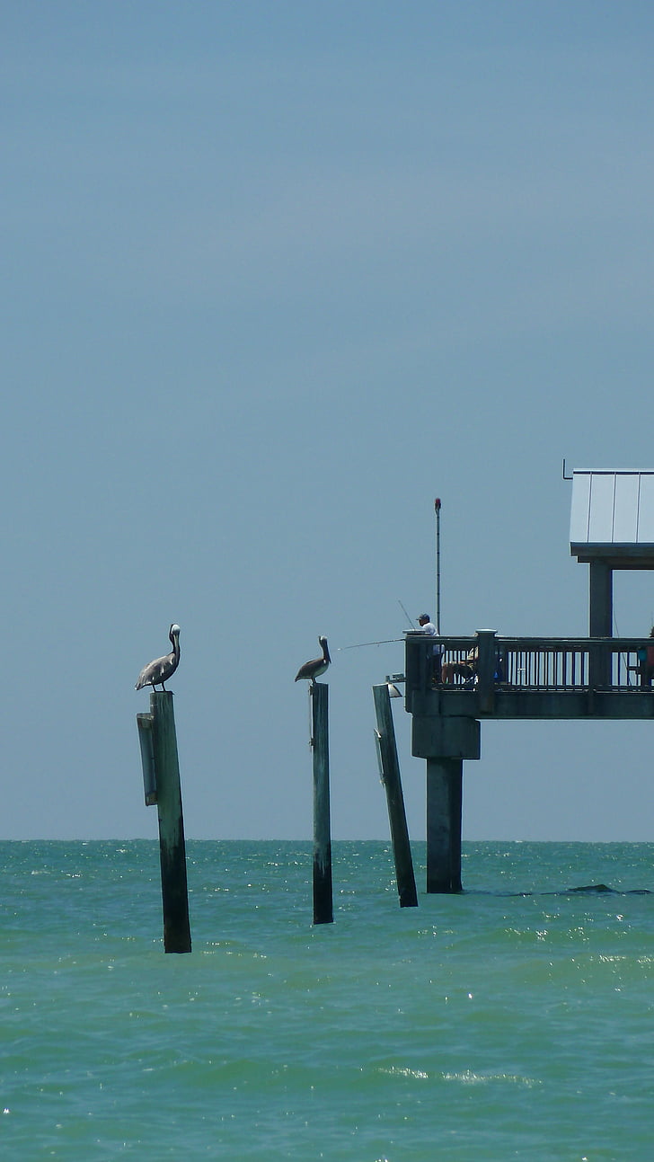 fishing pier, pelicans, seas, fishing, perched, pier, pelican
