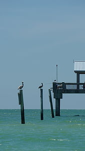 fiskebrygge, pelikaner, hav, fiske, perched, Pier, Pelican