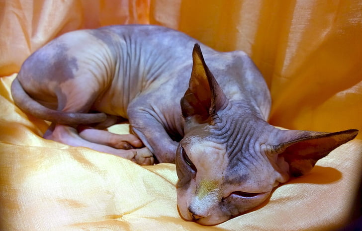 gato Sphynx, a descansar, sem pelos, doméstica, programa, animal de estimação, mamífero
