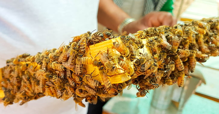 bee, bees, honey, honeybees, wax, hive, frame