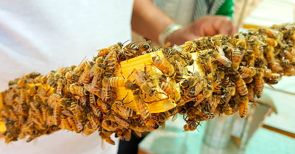 Biene, Bienen, Honig, Honigbienen, Wachs, Bienenstock, Frame