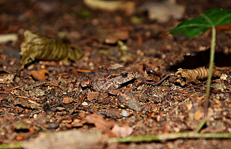 개구리, Żabka, 근접 촬영, 그린, 두 꺼 비, 자연, 개구리