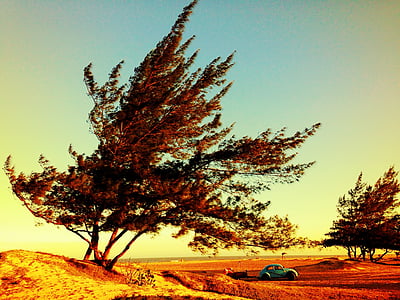 δέντρο, τοπίο, αυτοκίνητο, δρόμος, φύση, το καλοκαίρι, περιβάλλον